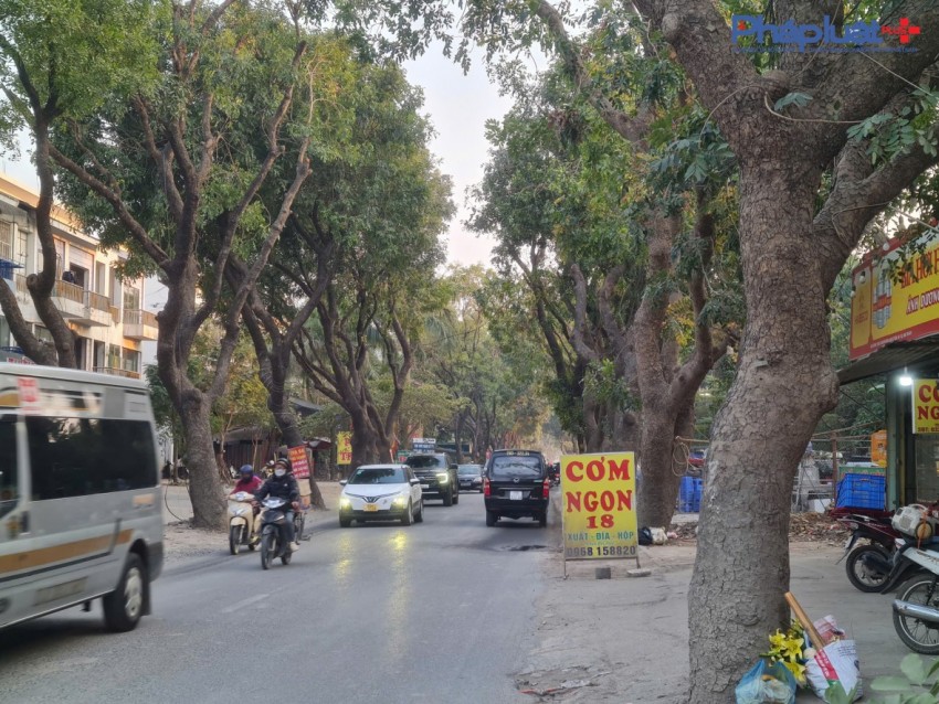 Đốn hạ hàng xà cừ nhiều năm tuổi để thi công Dự án mở rộng đường 70