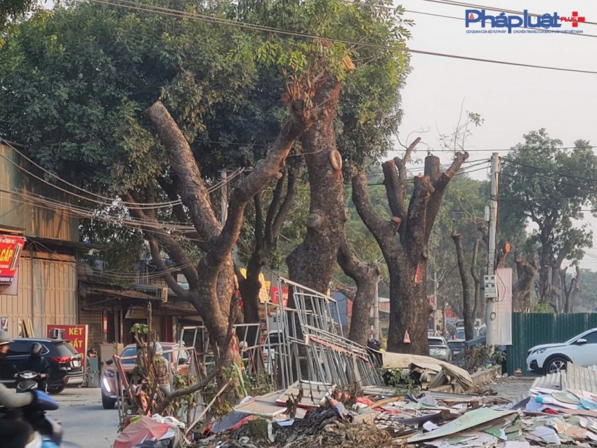 Đốn hạ hàng xà cừ nhiều năm tuổi để thi công Dự án mở rộng đường 70