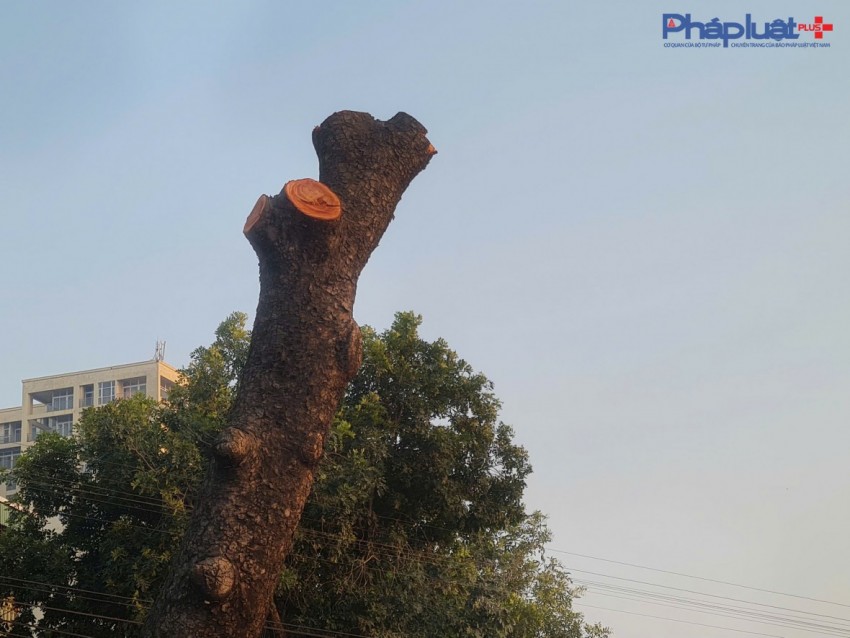 Đốn hạ hàng xà cừ nhiều năm tuổi để thi công Dự án mở rộng đường 70