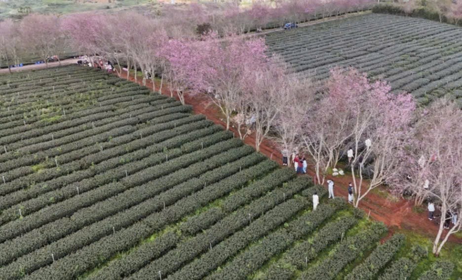 Đà Lạt rực rỡ sắc xuân: Khai mạc Lễ hội hoa mai anh đào 2026