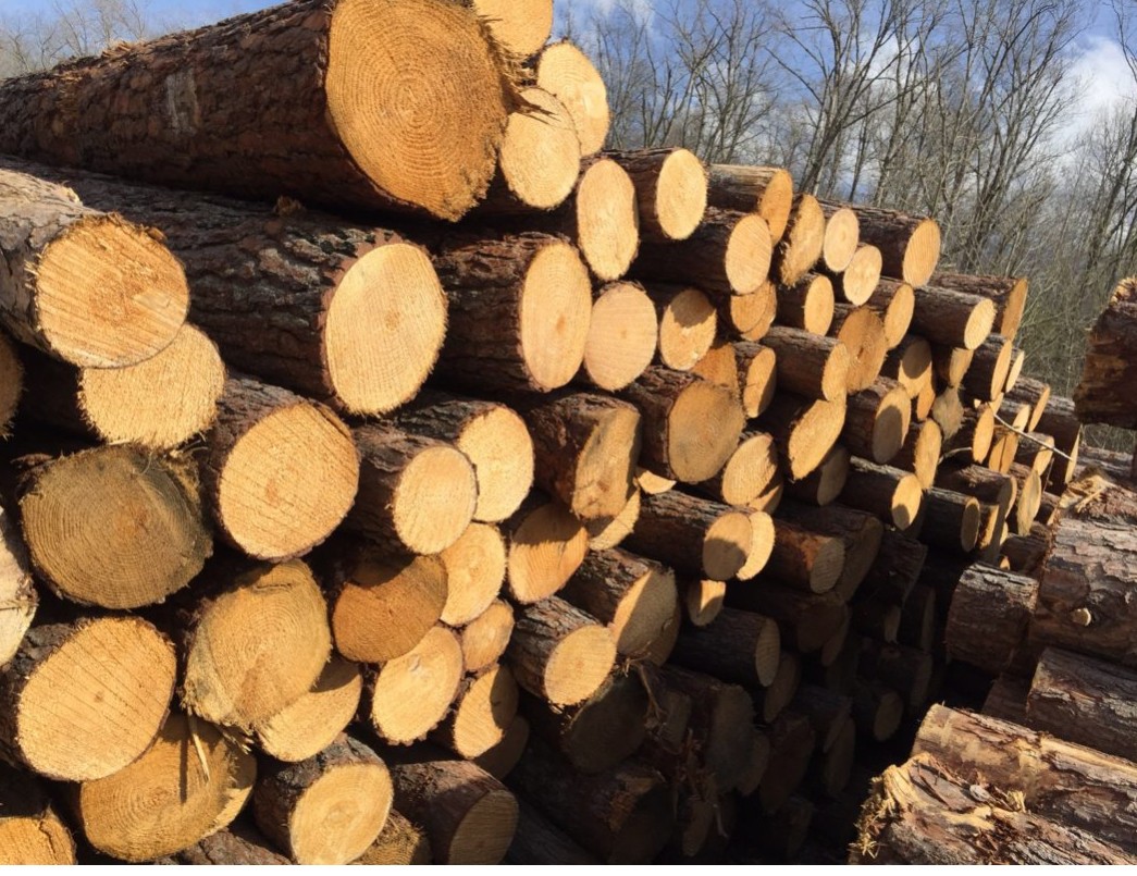 Đưa ngành gỗ đạt 25 tỷ USD: Số hóa nguồn gốc từ mã số vùng trồng