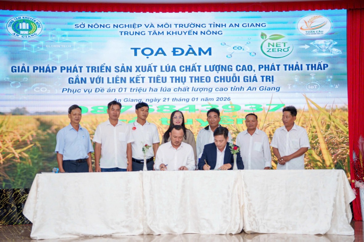 Gắn kết sản xuất lúa chất lượng cao với chuỗi liên kết tiêu thụ bền vững