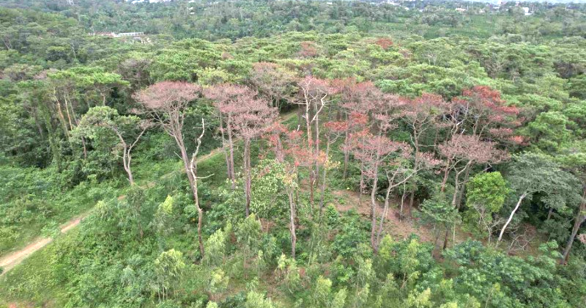 Cần làm rõ dấu hiệu “bất thường” trong đấu giá khai thác gỗ rừng trồng tại Quảng Trị. Ảnh: Minh hoạ