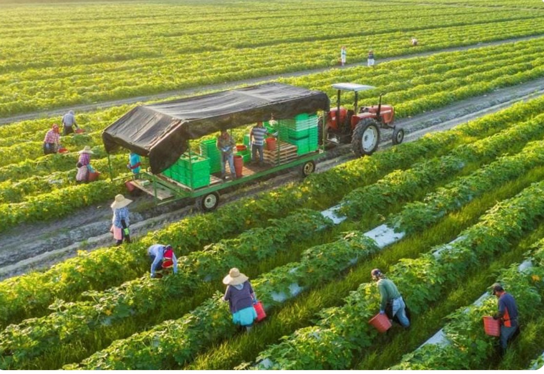 Nông nghiệp Việt Nam: Thay đổi tư duy, nâng tầm giá trị