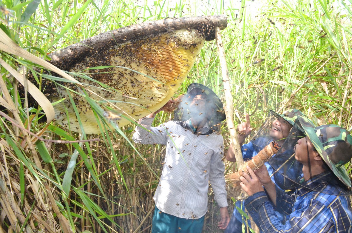 Rừng U Minh Hạ - hương mật, vị đất địa đầu cực Nam Tổ quốc