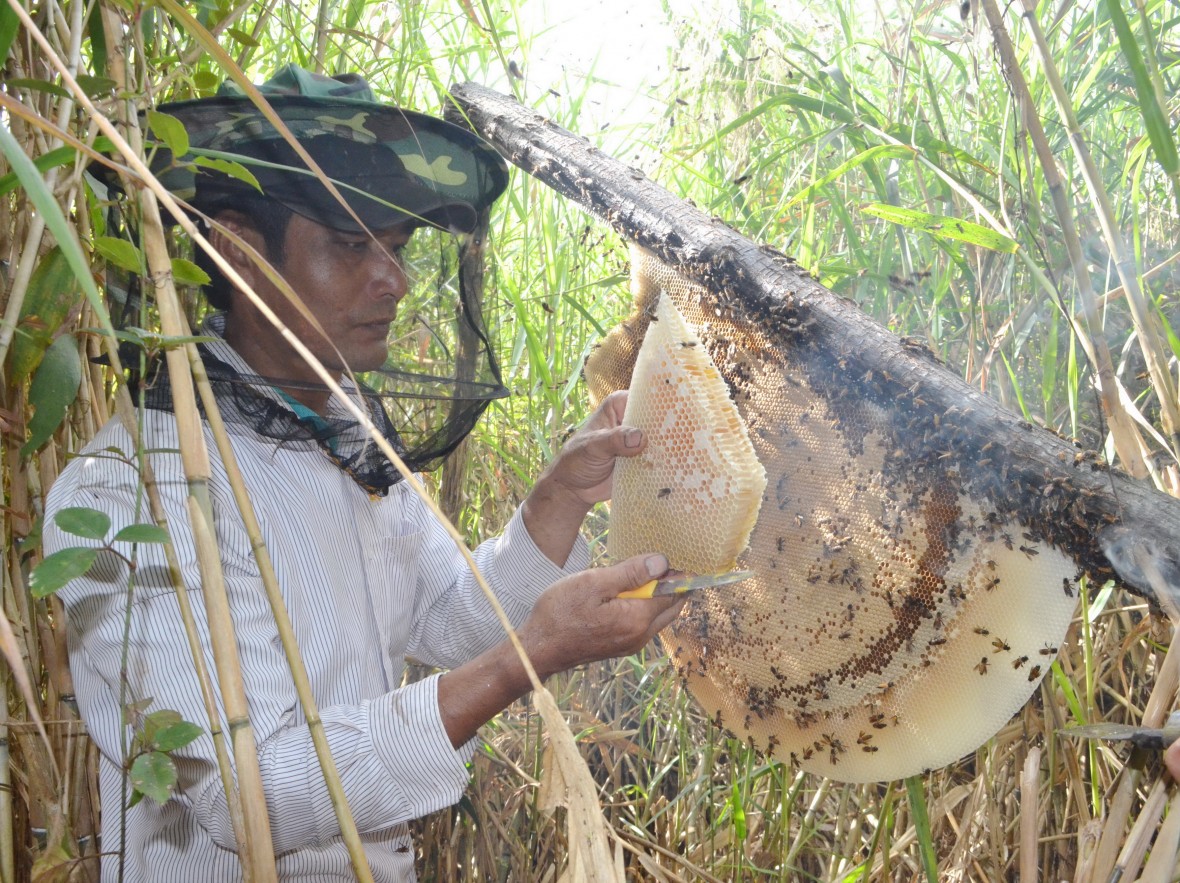 Rừng U Minh Hạ - hương mật, vị đất địa đầu cực Nam Tổ quốc