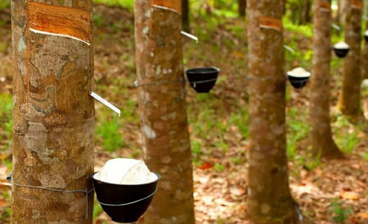 Hướng đi mới cho ngành Cao su Việt Nam Hướng đi mới cho ngành Cao su Việt Nam