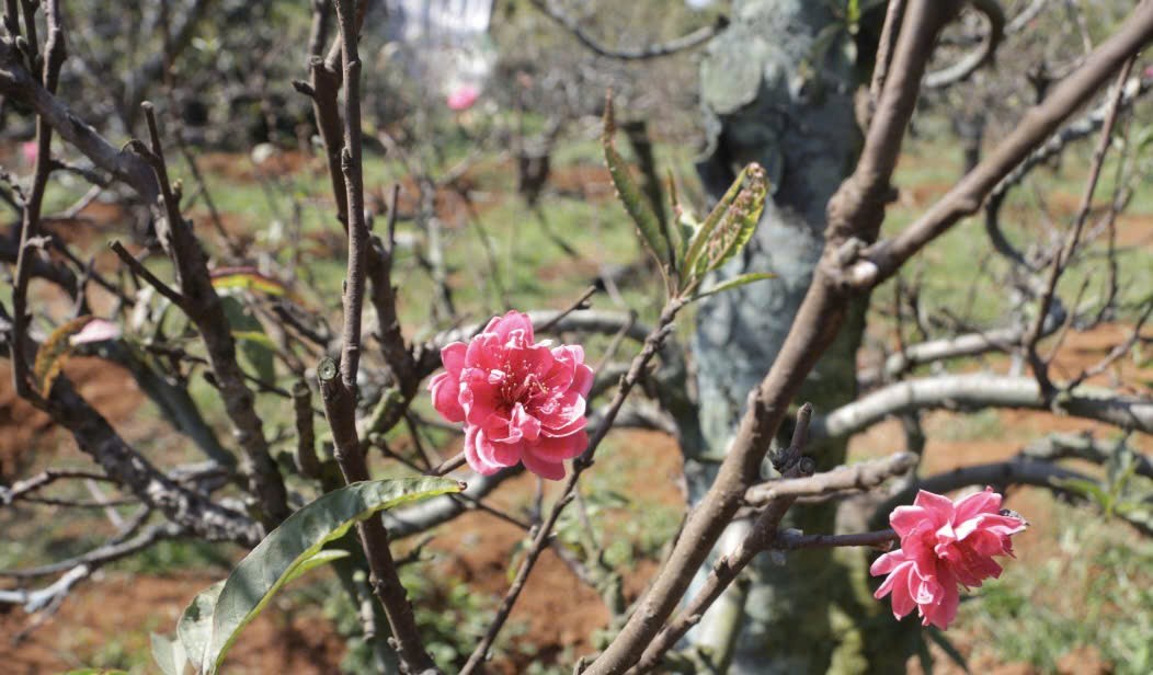 Đào Nhật Tân bén rễ giữa Tây Nguyên, mở ra “mùa vàng” cho nhà vườn Đắk Lắk