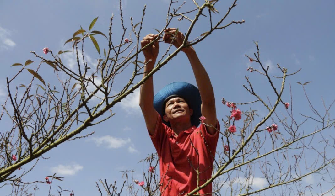 Đào Nhật Tân bén rễ giữa Tây Nguyên, mở ra “mùa vàng” cho nhà vườn Đắk Lắk