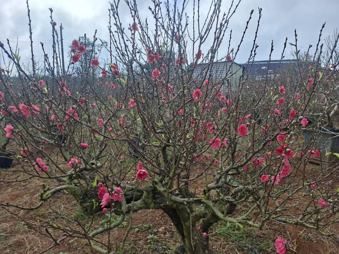Đào Nhật Tân bén rễ giữa Tây Nguyên, mở ra “mùa vàng” cho nhà vườn Đắk Lắk