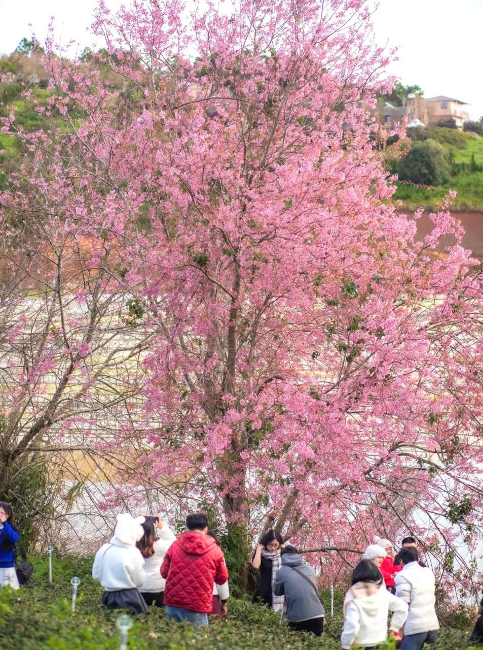 Đà Lạt khai mạc Đường hoa ánh sáng, nghệ thuật mai anh đào