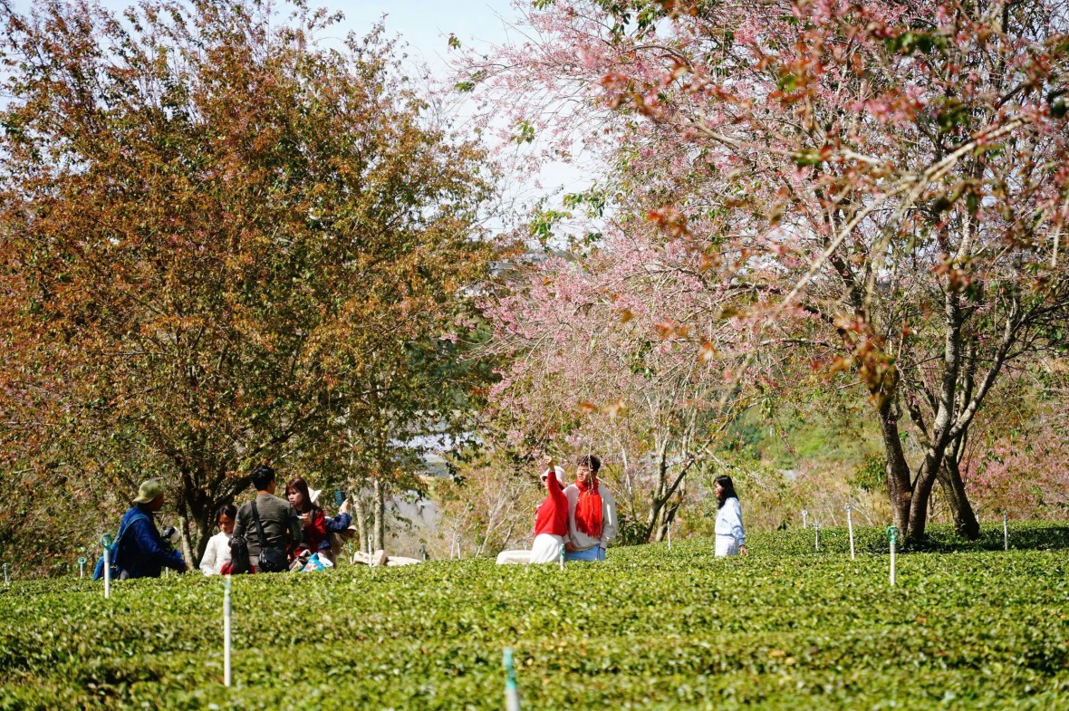Đà Lạt khai mạc Đường hoa ánh sáng, nghệ thuật mai anh đào