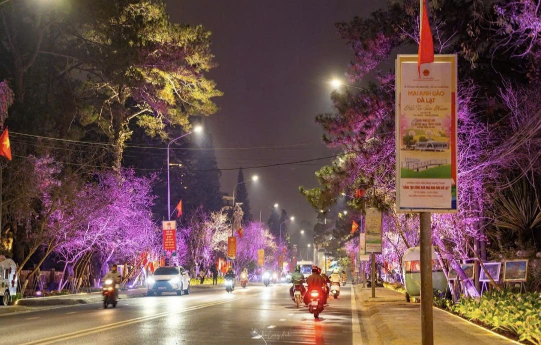 Đà Lạt khai mạc Đường hoa ánh sáng, nghệ thuật mai anh đào