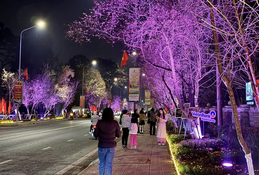 Đà Lạt khai mạc Đường hoa ánh sáng, nghệ thuật mai anh đào