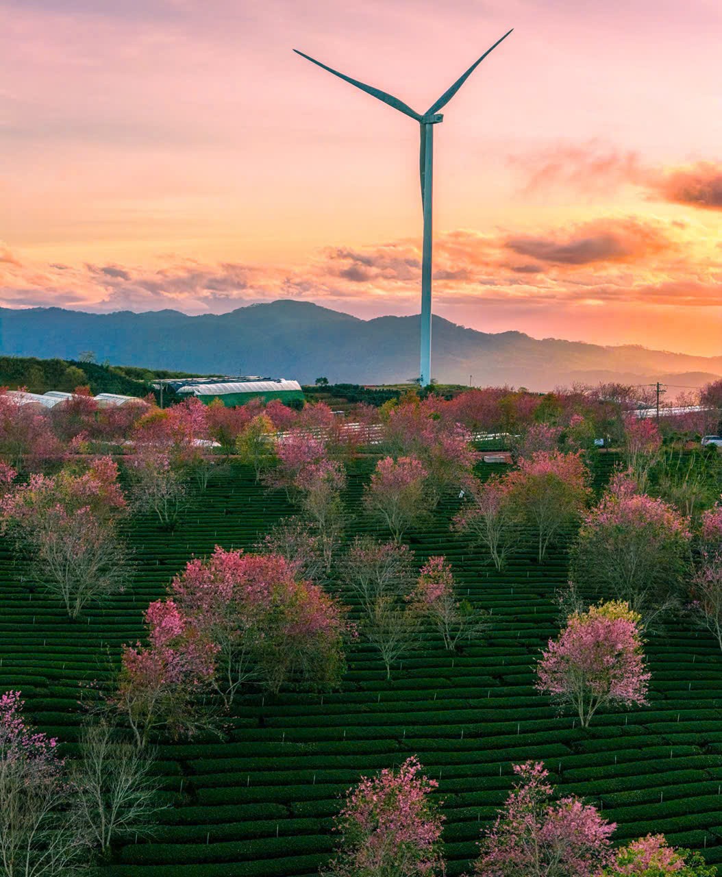Đà Lạt khai mạc Đường hoa ánh sáng, nghệ thuật mai anh đào