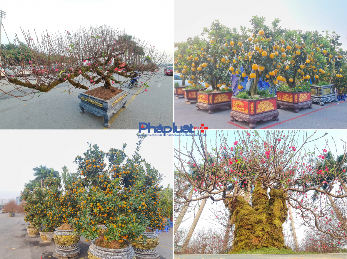 Quất, đào tấp nập xuống phố phục vụ người dân Thủ đô những ngày cận tết Nguyên đán