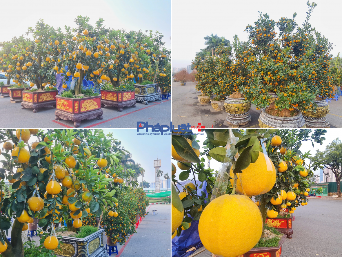 Quất, đào tấp nập xuống phố phục vụ người dân Thủ đô những ngày cận tết Nguyên đán
