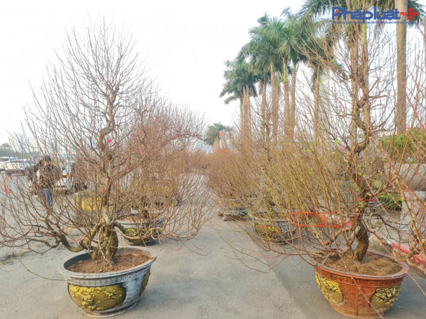 Quất, đào tấp nập xuống phố phục vụ người dân Thủ đô những ngày cận tết Nguyên đán
