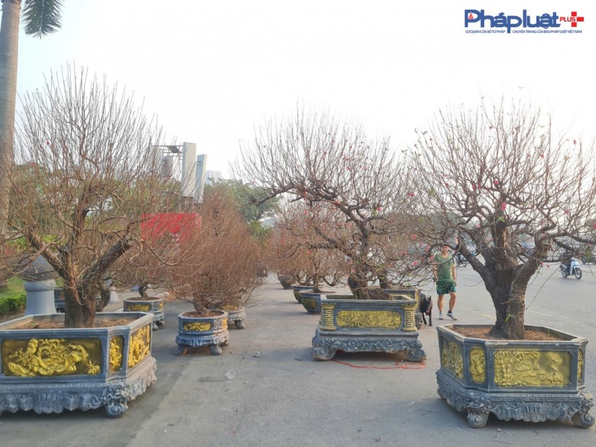 Quất, đào tấp nập xuống phố phục vụ người dân Thủ đô những ngày cận tết Nguyên đán