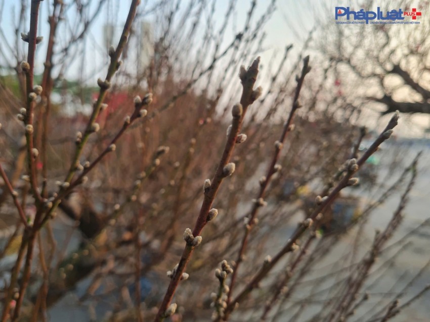 Quất, đào tấp nập xuống phố phục vụ người dân Thủ đô những ngày cận tết Nguyên đán