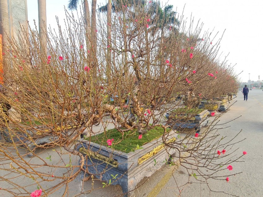 Quất, đào tấp nập xuống phố phục vụ người dân Thủ đô những ngày cận tết Nguyên đán