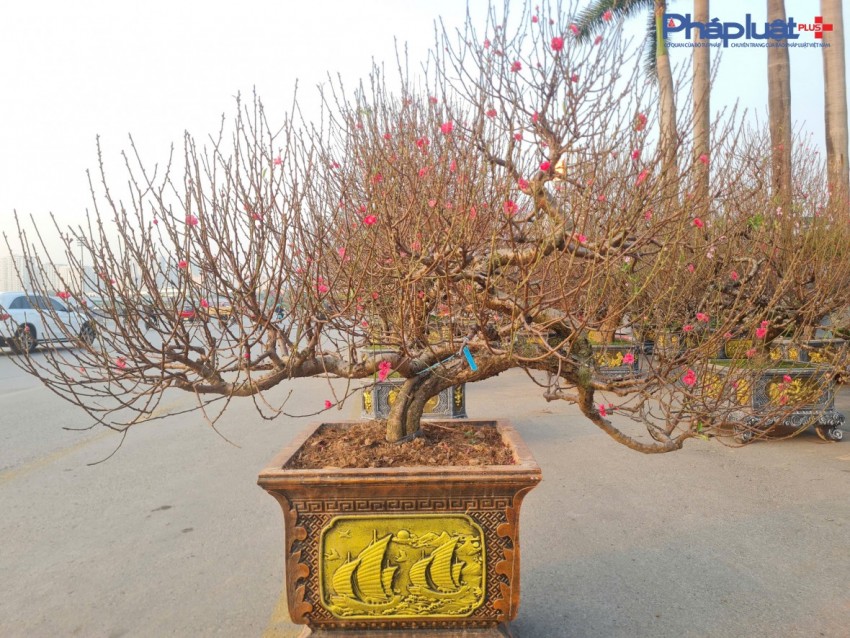 Quất, đào tấp nập xuống phố phục vụ người dân Thủ đô những ngày cận tết Nguyên đán