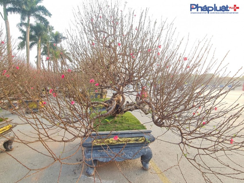 Quất, đào tấp nập xuống phố phục vụ người dân Thủ đô những ngày cận tết Nguyên đán