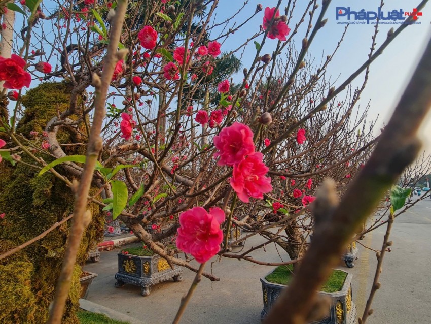 Quất, đào tấp nập xuống phố phục vụ người dân Thủ đô những ngày cận tết Nguyên đán