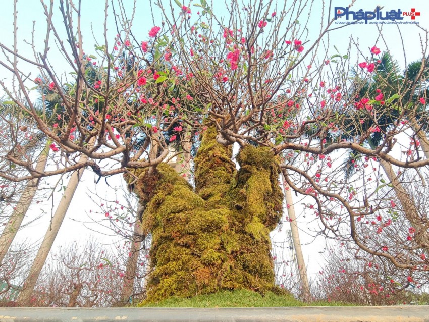 Quất, đào tấp nập xuống phố phục vụ người dân Thủ đô những ngày cận tết Nguyên đán