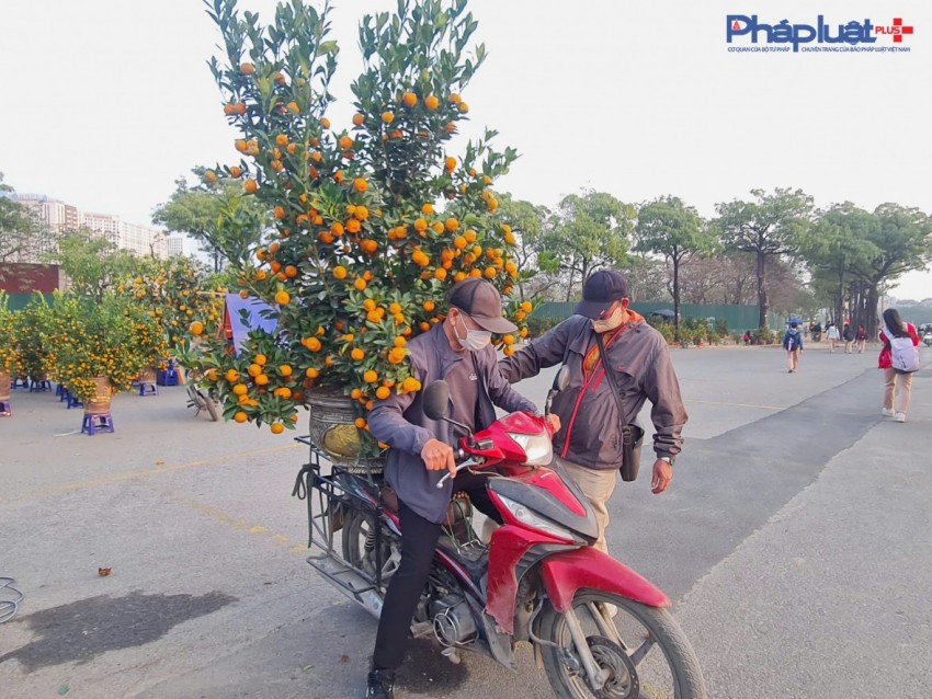Quất, đào tấp nập xuống phố phục vụ người dân Thủ đô những ngày cận tết Nguyên đán