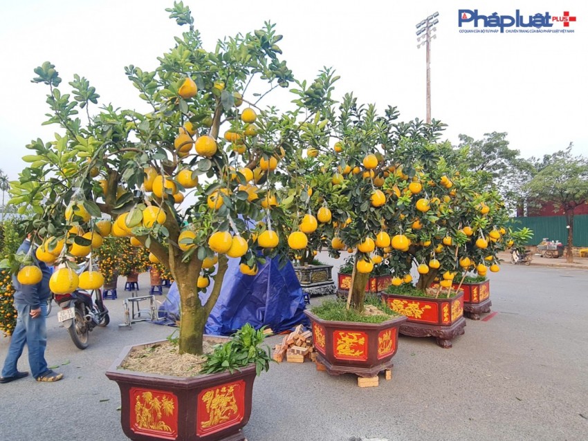 Quất, đào tấp nập xuống phố phục vụ người dân Thủ đô những ngày cận tết Nguyên đán