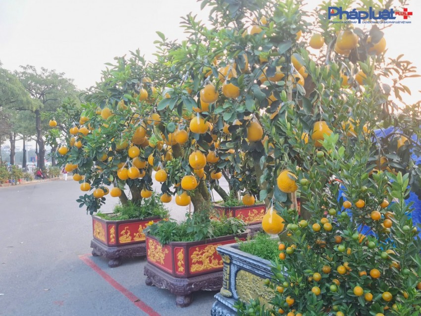 Quất, đào tấp nập xuống phố phục vụ người dân Thủ đô những ngày cận tết Nguyên đán
