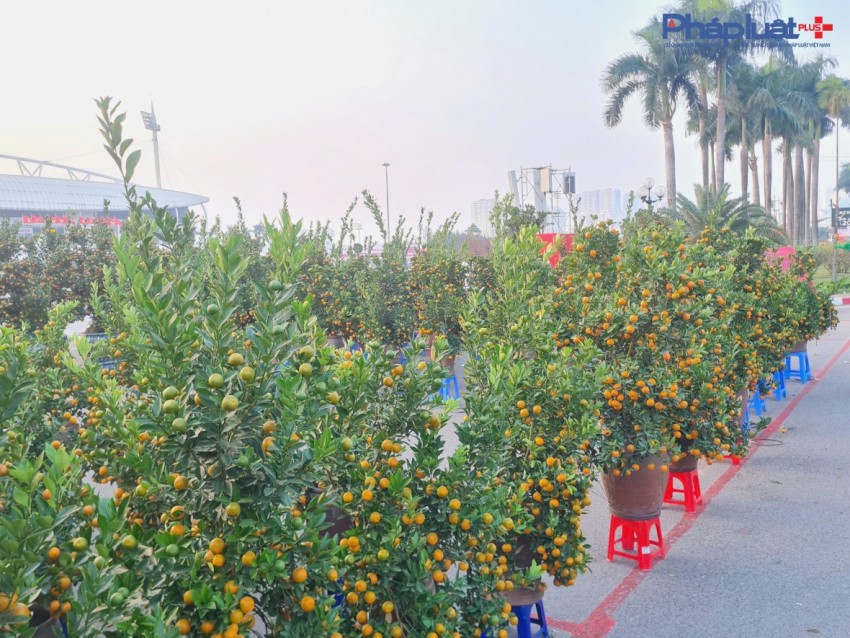 Quất, đào tấp nập xuống phố phục vụ người dân Thủ đô những ngày cận tết Nguyên đán