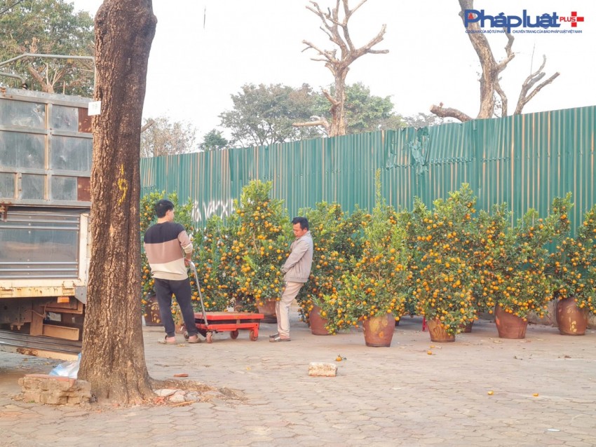 Quất, đào tấp nập xuống phố phục vụ người dân Thủ đô những ngày cận tết Nguyên đán