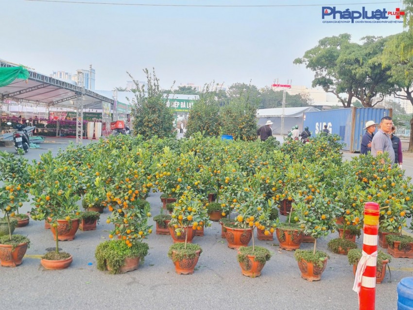Quất, đào tấp nập xuống phố phục vụ người dân Thủ đô những ngày cận tết Nguyên đán