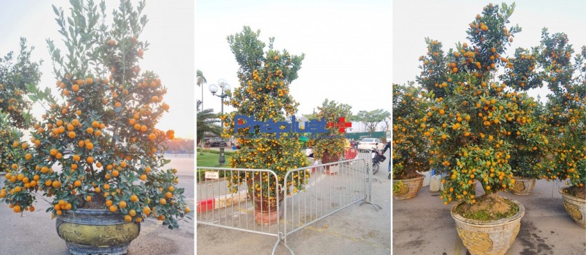 Quất, đào tấp nập xuống phố phục vụ người dân Thủ đô những ngày cận tết Nguyên đán