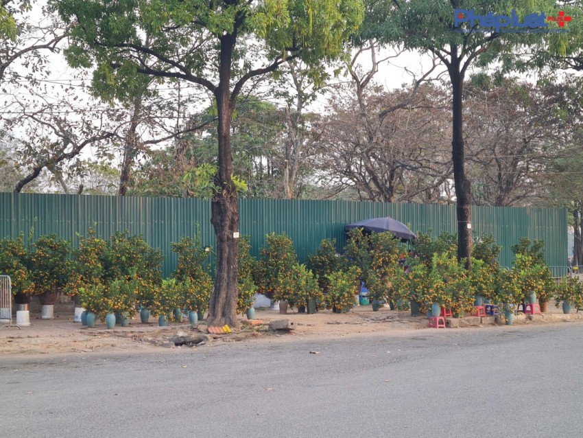 Quất, đào tấp nập xuống phố phục vụ người dân Thủ đô những ngày cận tết Nguyên đán