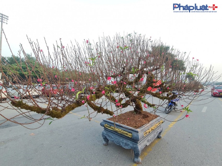 Quất, đào tấp nập xuống phố phục vụ người dân Thủ đô những ngày cận tết Nguyên đán