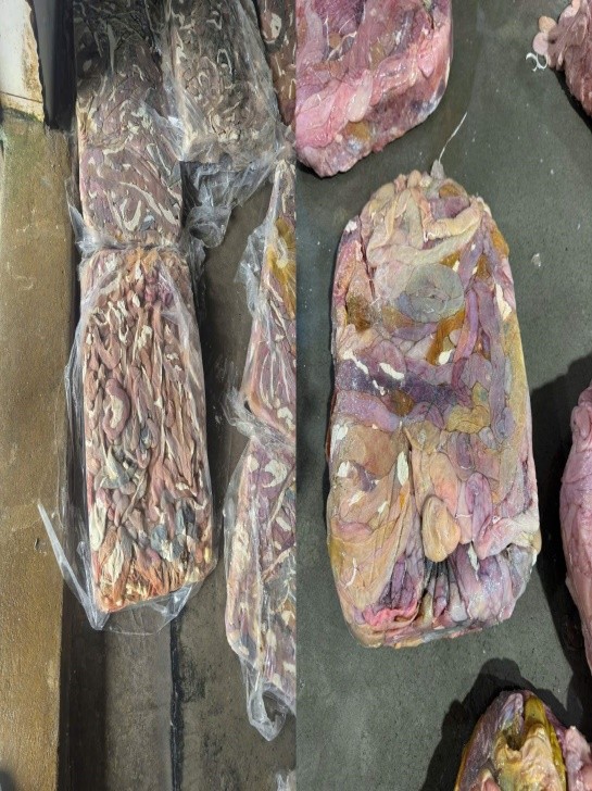 Nhiều đoạn lòng lợn có dấu hiệu chuyển màu, bốc mùi hôi thối.