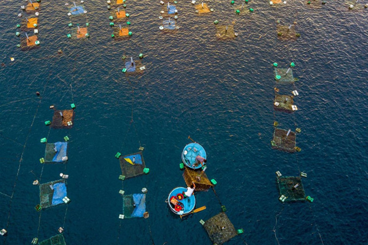 Hà Nội: Ứng dụng AI trong nuôi trồng thủy sản Hà Nội: Ứng dụng AI trong nuôi trồng thủy sản