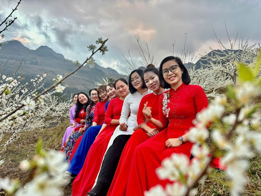 [Chùm ảnh]: Hoa mận bung nở, khoe sắc trắng nơi cực Bắc tổ quốc