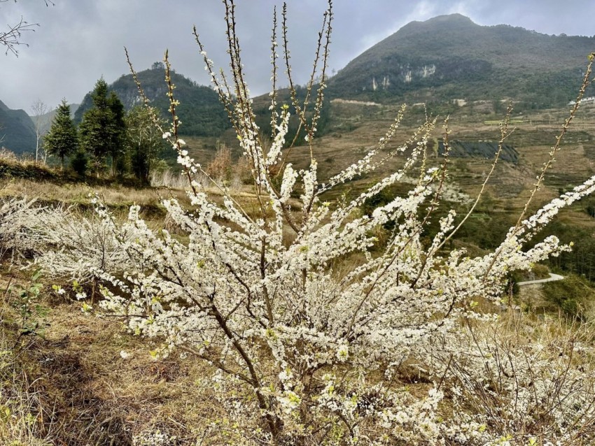 [Chùm ảnh]: Hoa mận bung nở, khoe sắc trắng nơi cực Bắc tổ quốc