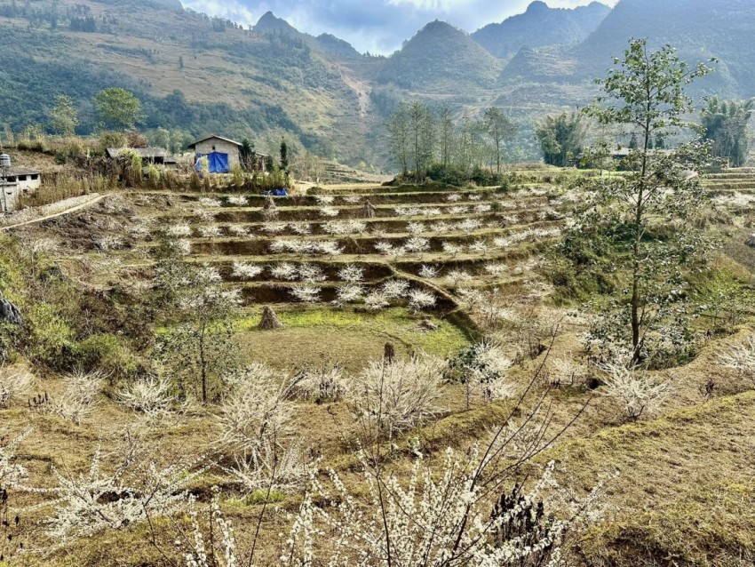 [Chùm ảnh]: Hoa mận bung nở, khoe sắc trắng nơi cực Bắc tổ quốc