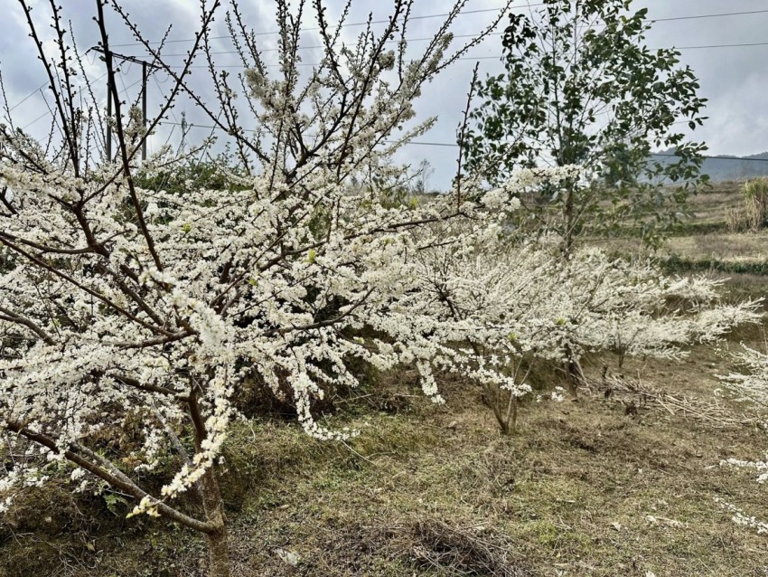 [Chùm ảnh]: Hoa mận bung nở, khoe sắc trắng nơi cực Bắc tổ quốc