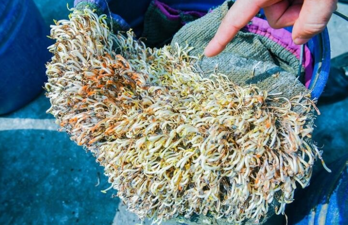 Sau hơn 1 tháng kể từ khi phát hiện, số giá đỗ ngâm hóa chất vẫn cơ bản còn tươi.