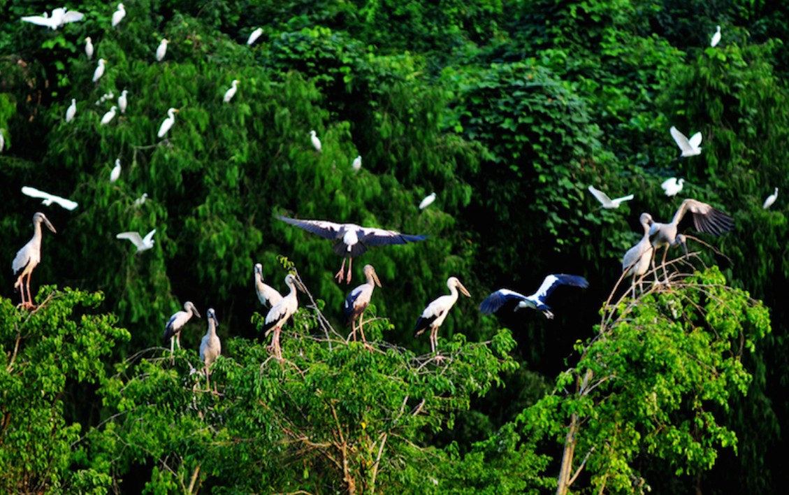 Cà Mau: Đẩy mạnh phát triển du lịch gắn với bảo tồn di tích Cà Mau: Đẩy mạnh phát triển du lịch gắn với bảo tồn di tích