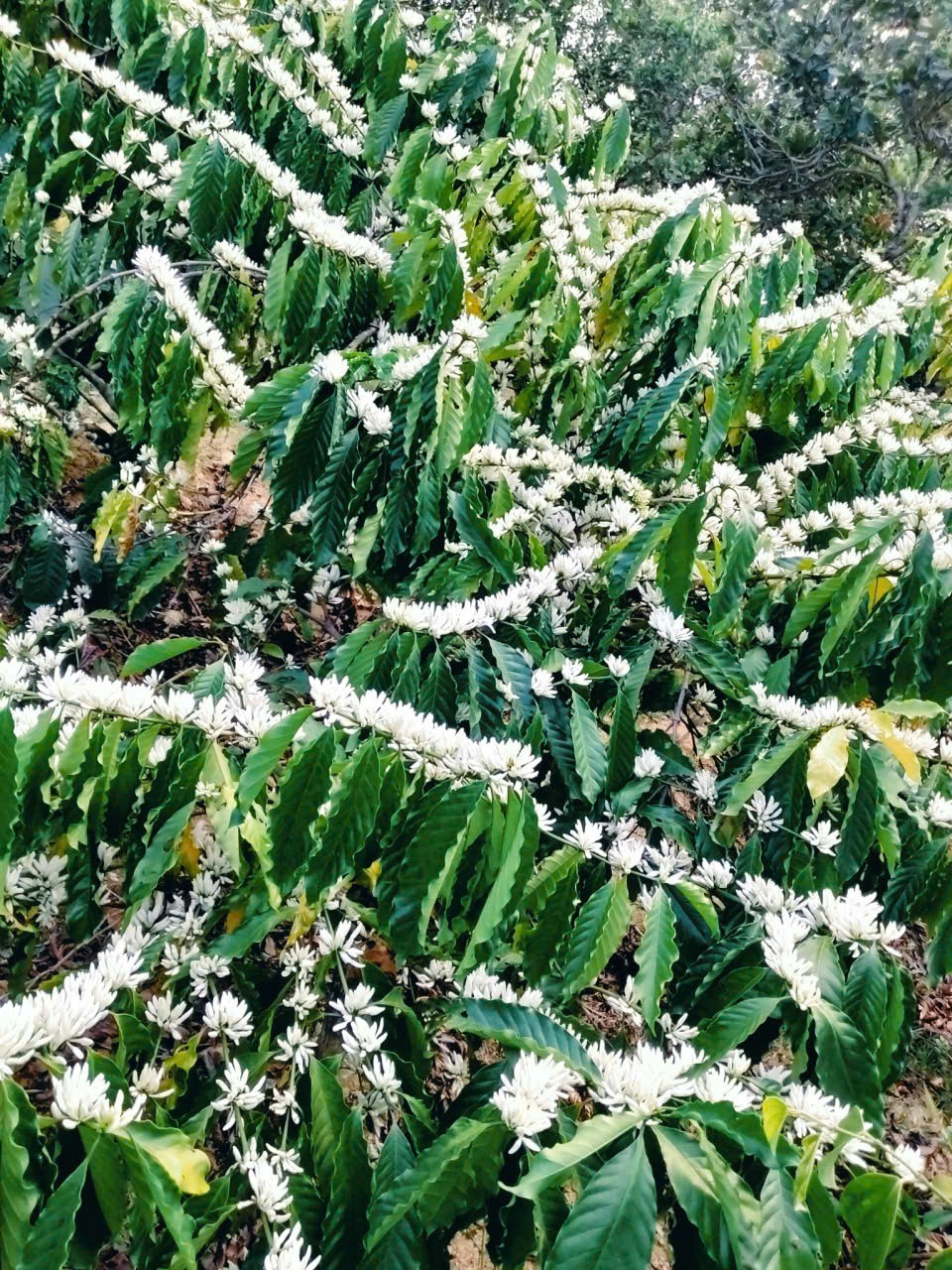 Cà phê – “màu hoa đẹp nhất Tây Nguyên” góp phần mục tiêu tăng trưởng trên 8% năm 2026 Cà phê – “màu hoa đẹp nhất Tây Nguyên” góp phần mục tiêu tăng trưởng trên 8% năm 2026