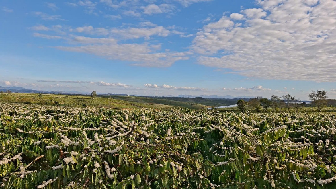 Cà phê – “màu hoa đẹp nhất Tây Nguyên” góp phần mục tiêu tăng trưởng trên 8% năm 2026