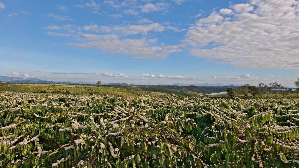 Cà phê – “màu hoa đẹp nhất Tây Nguyên” góp phần mục tiêu tăng trưởng trên 8% năm 2026