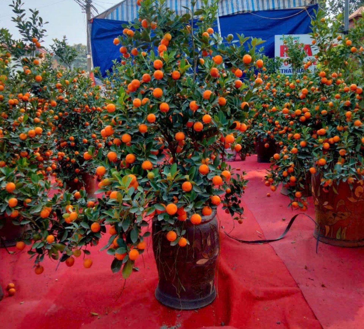 Tết về trong tiếng sóng